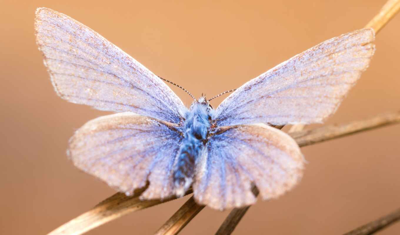blue, butterfly