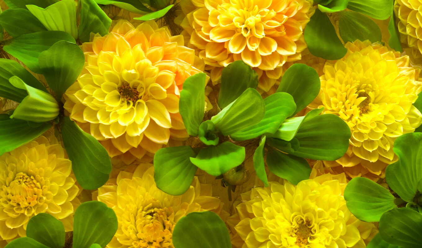 large format, foliage, spring, green, yellow, cvety