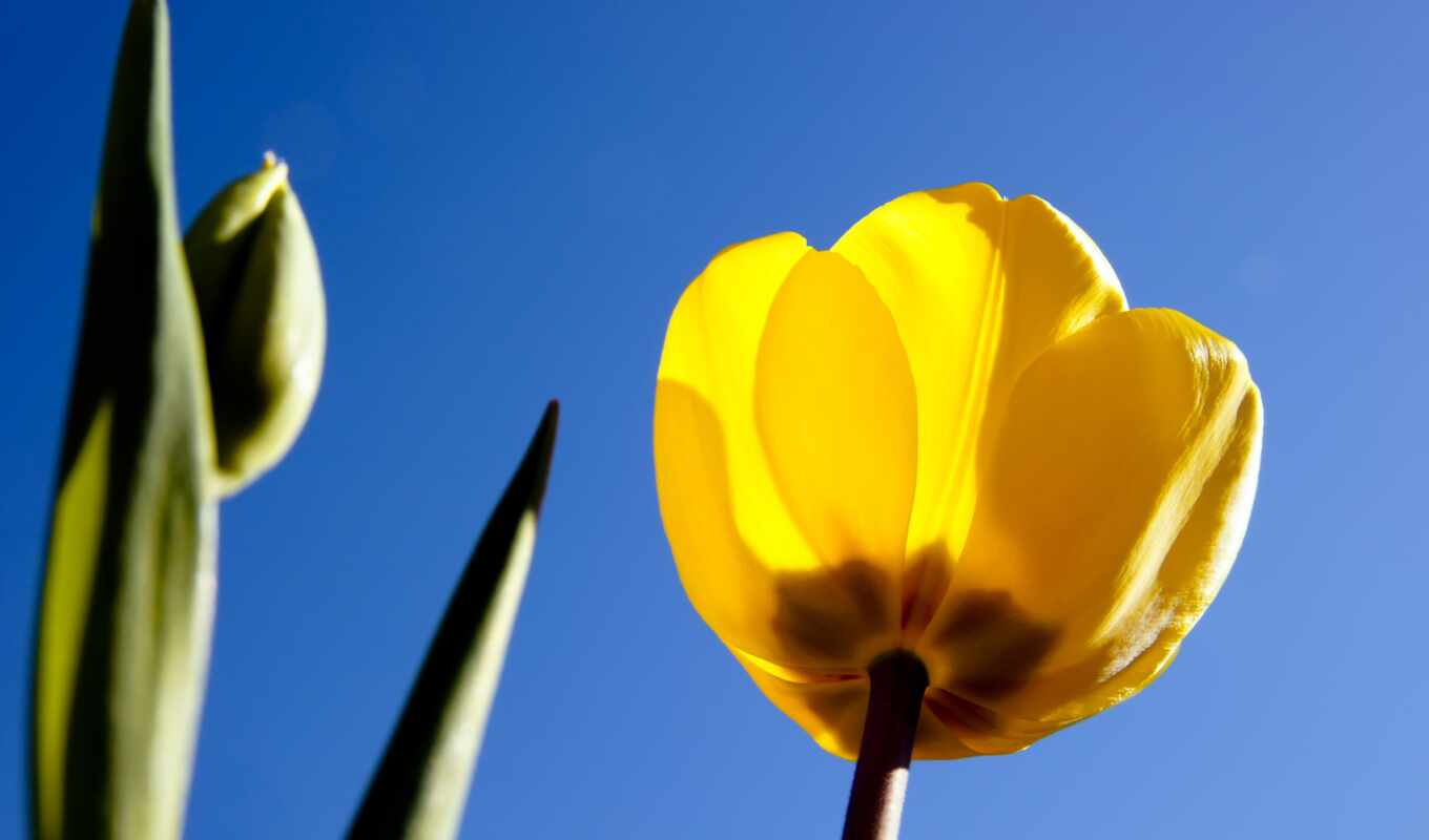 fone, share, yellow, tulips, tulip, cvety, blue, tulips, back