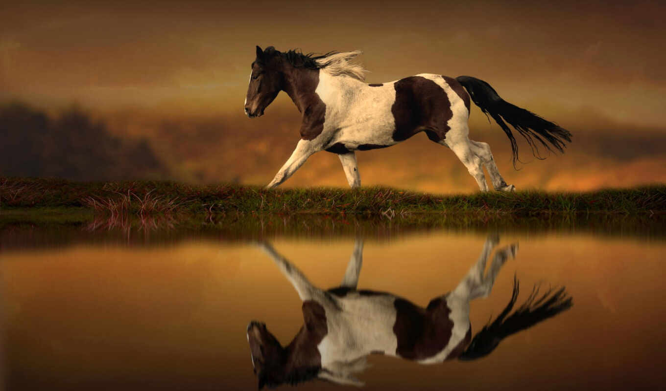 fone, лошадь, берегу, лошади, воде, puzzle, водоема, размытом, скачет, отражаясь