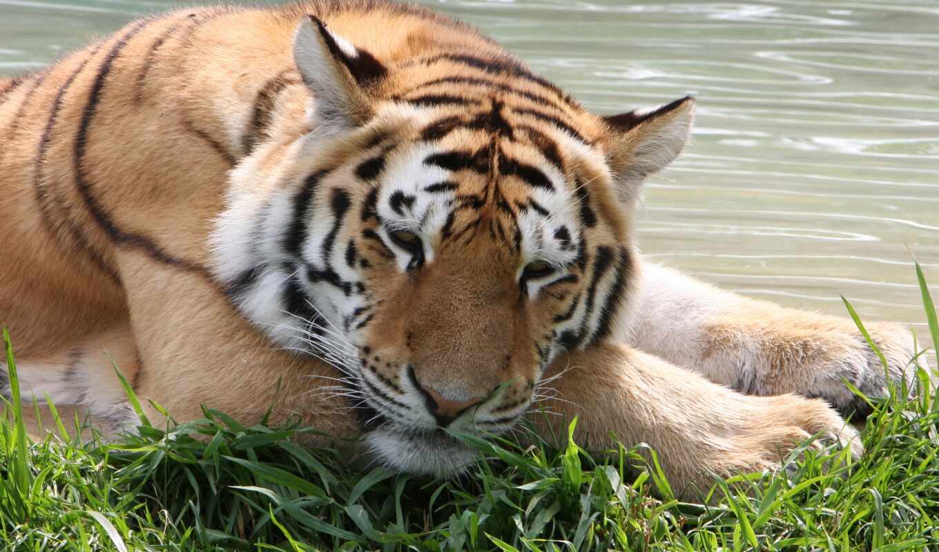 amur, zoo, tiger, lions, roar, male, tigers, siberian, granby