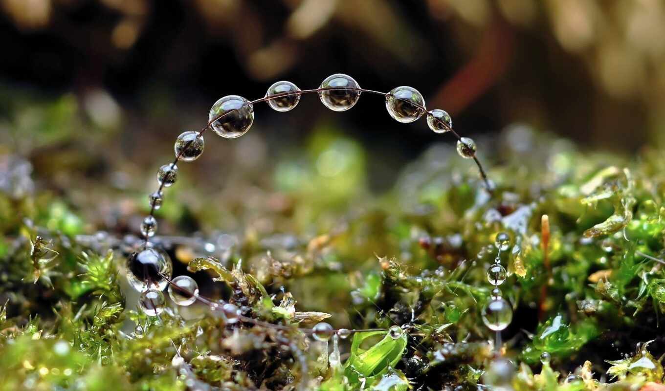 капли, них, drops, дождя, росы, утренней, waters, капельки, немо, макросъемка