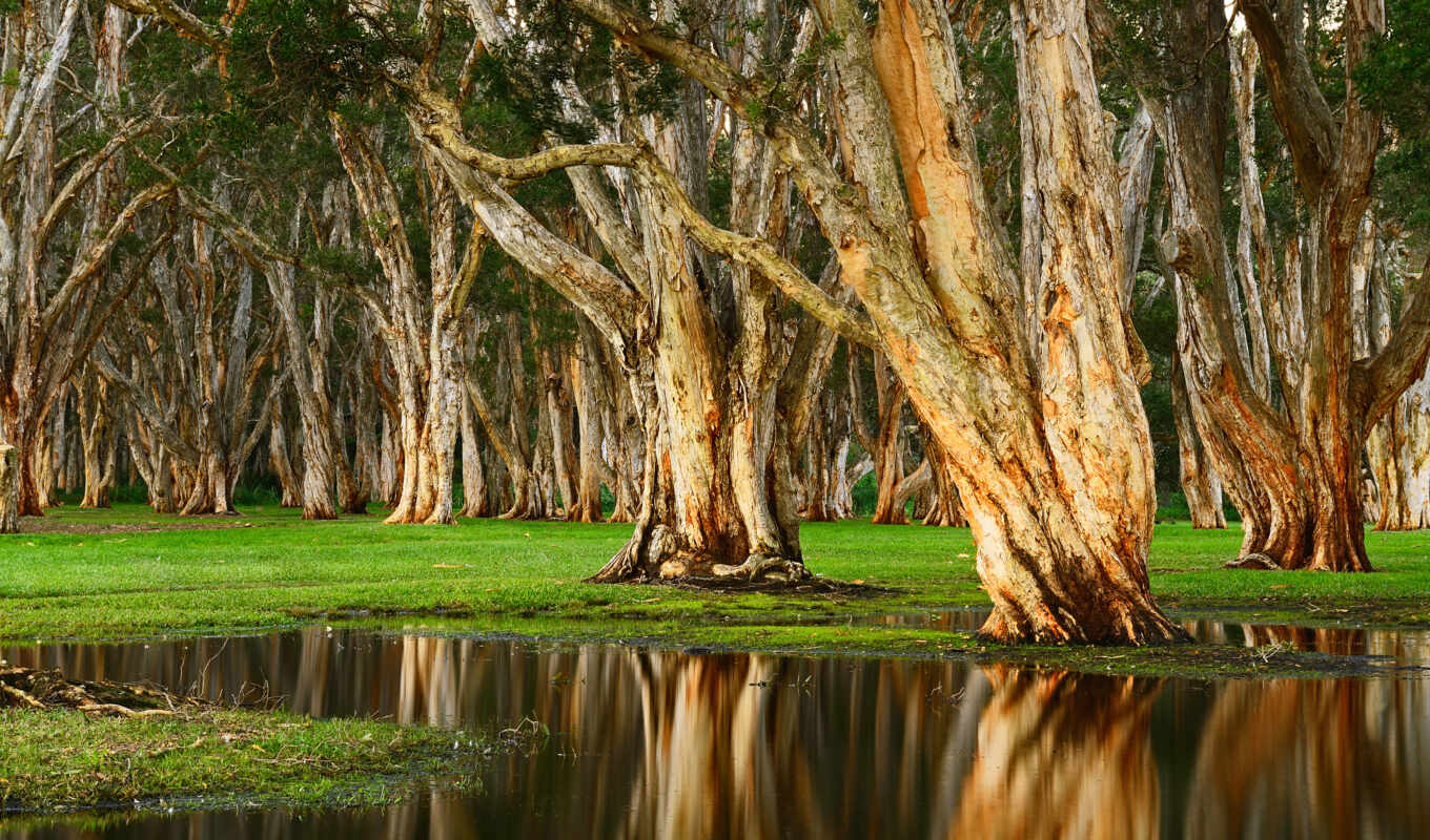 природа, дерево, австралия, swamp, melaleuca