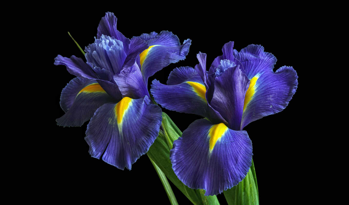 цветы, blue, purple, cvety, iris