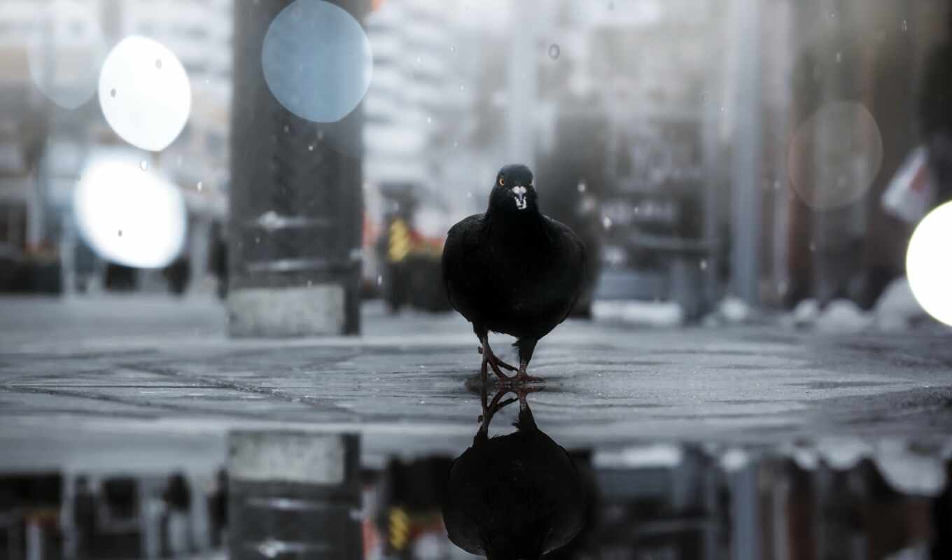 photo, iphone, love, background, story, bird, animal, pigeon, side, supply