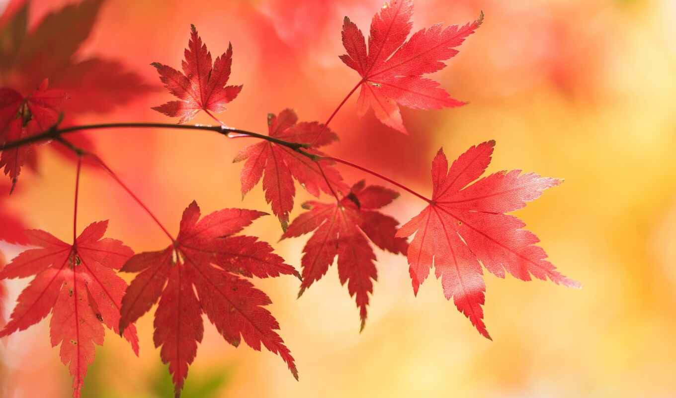 осень, maple, gold, leaf, koledar
