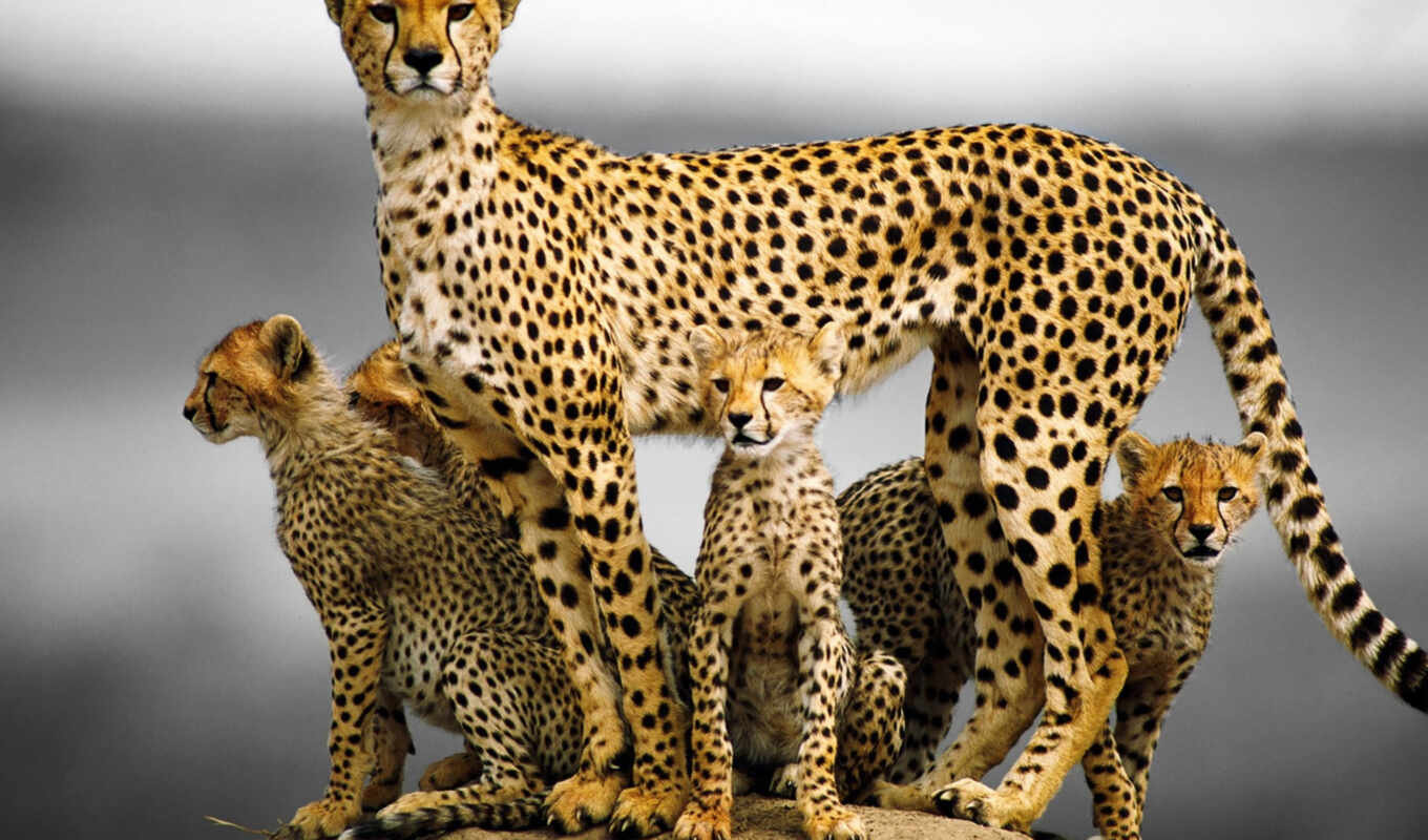 animal, cheetah, trace, beautiful, kid, arrangement, hunting, paw, hello, ground, scientist