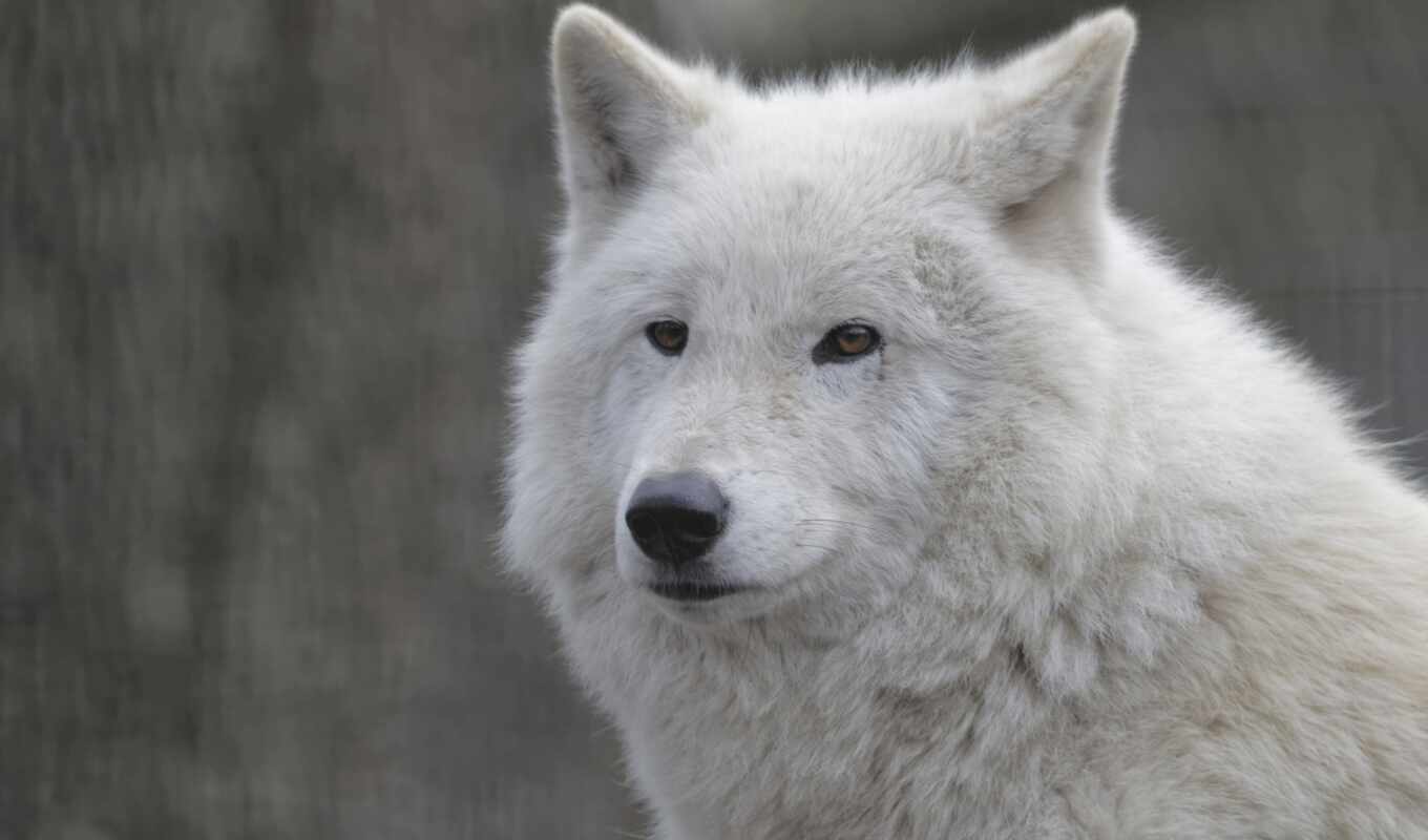 white, глаза, portrait, animal, волк