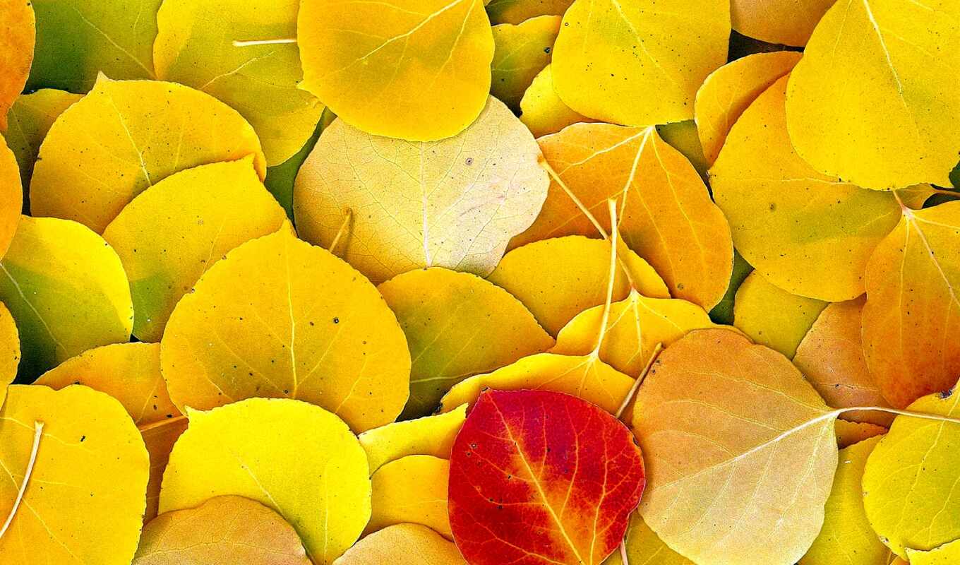 природа, лист, текстура, голос, осень, yellow, wood, aspen