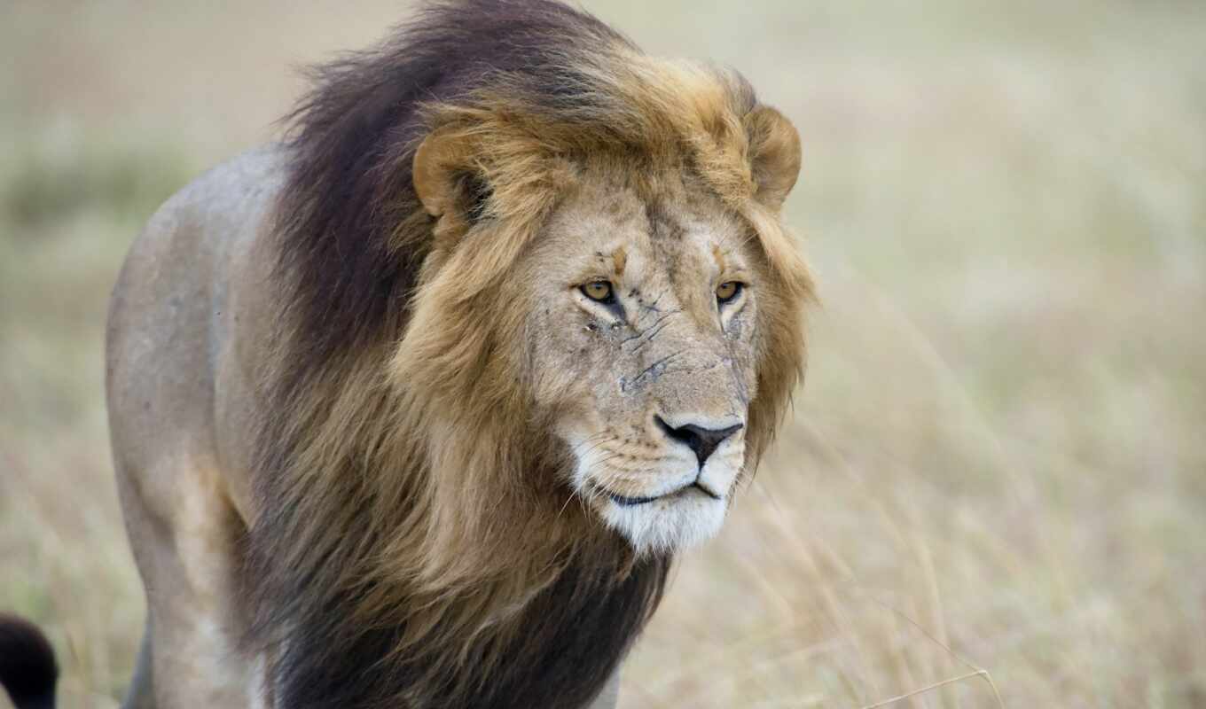 lion, cat, big, when, animal, the thing, safari