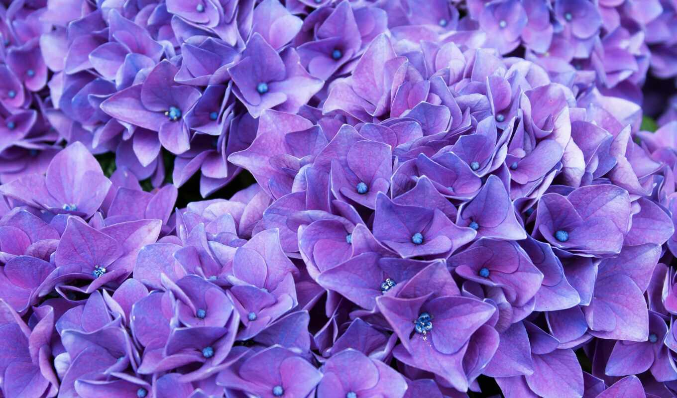 flowers, purple, title