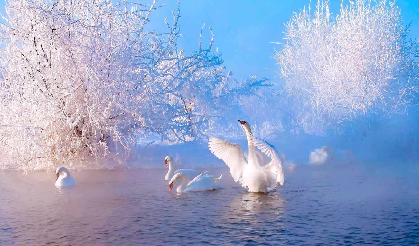 bird, pond, swan