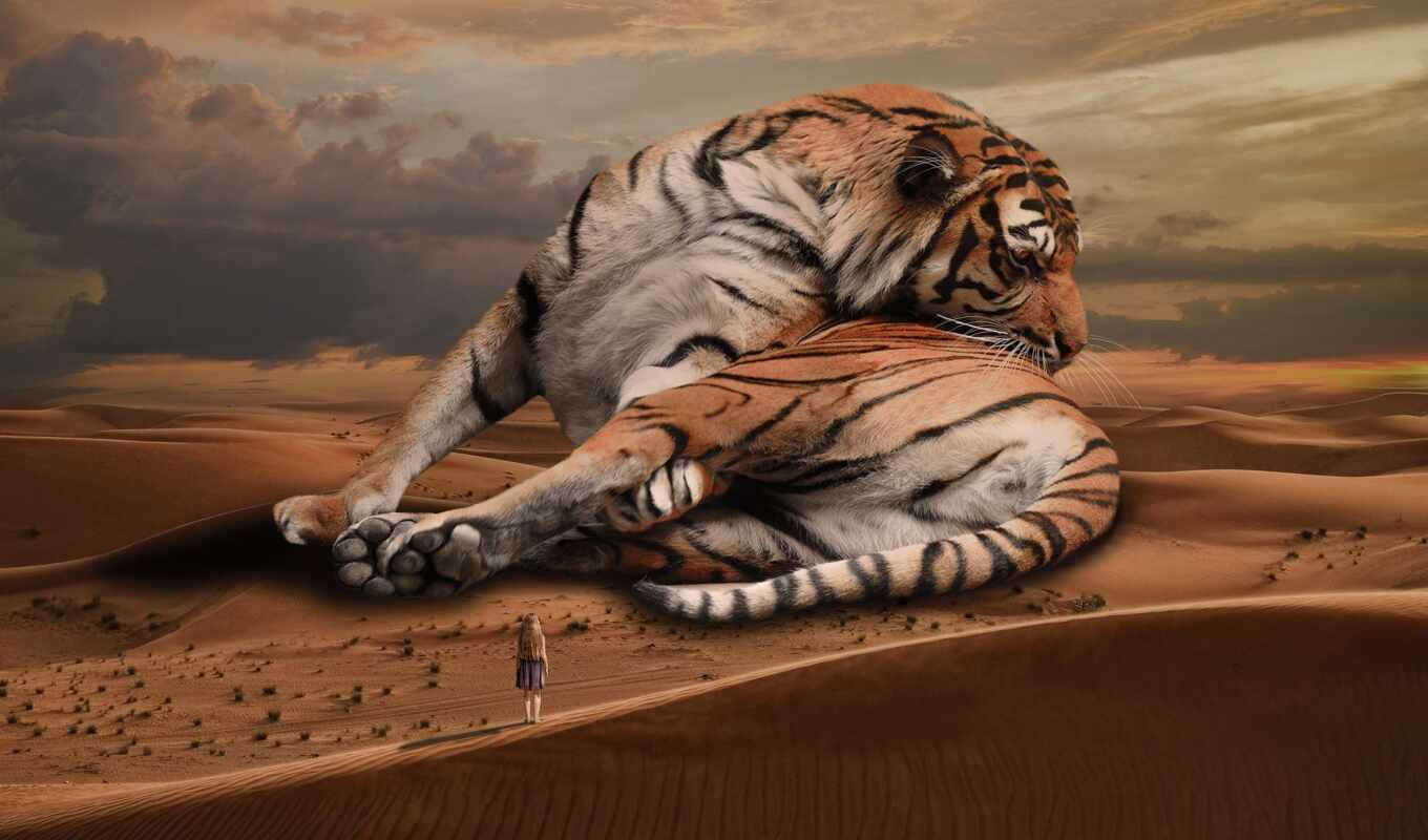 кот, тигр, пустыня