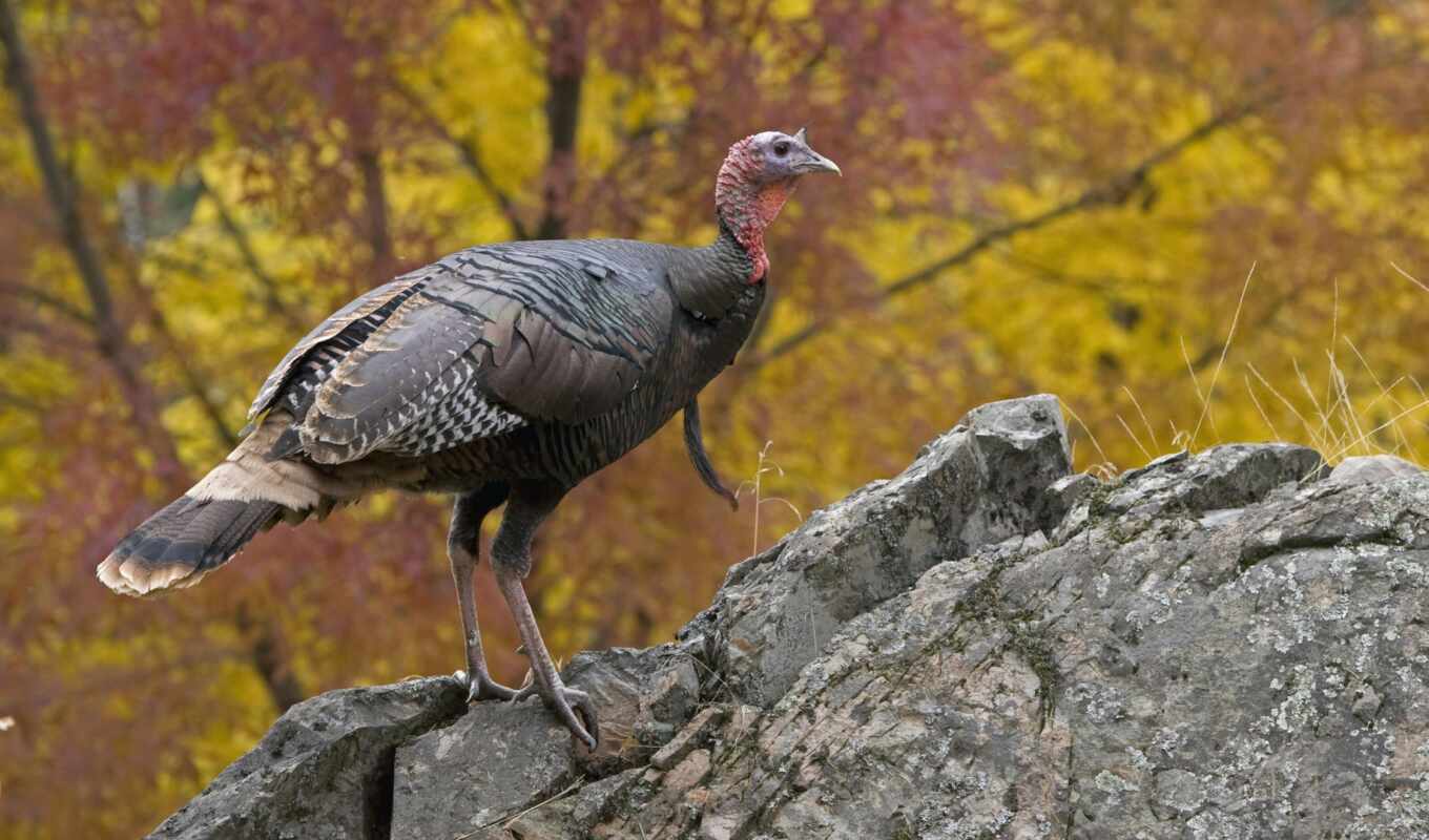 птица, animal, turkey