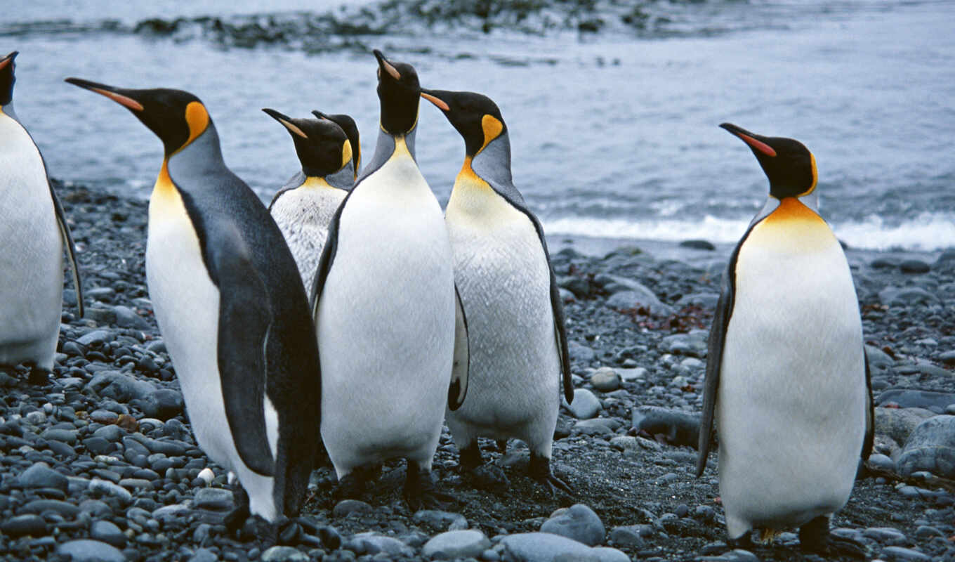 твоего, пингвины, морские, изображением, милых, котики, симпатичных, обитателей, пингвинами