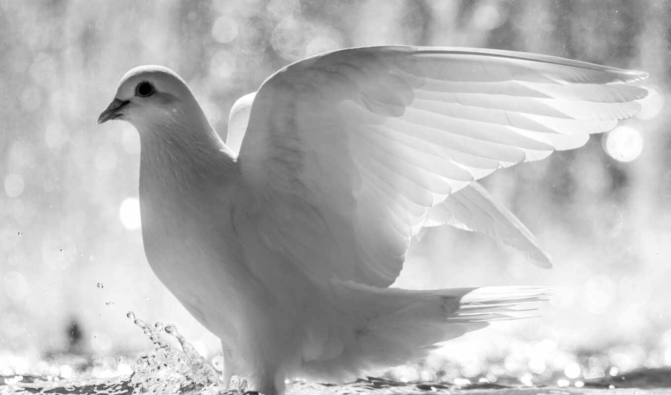 белый, перья, крылья, птица, голубь