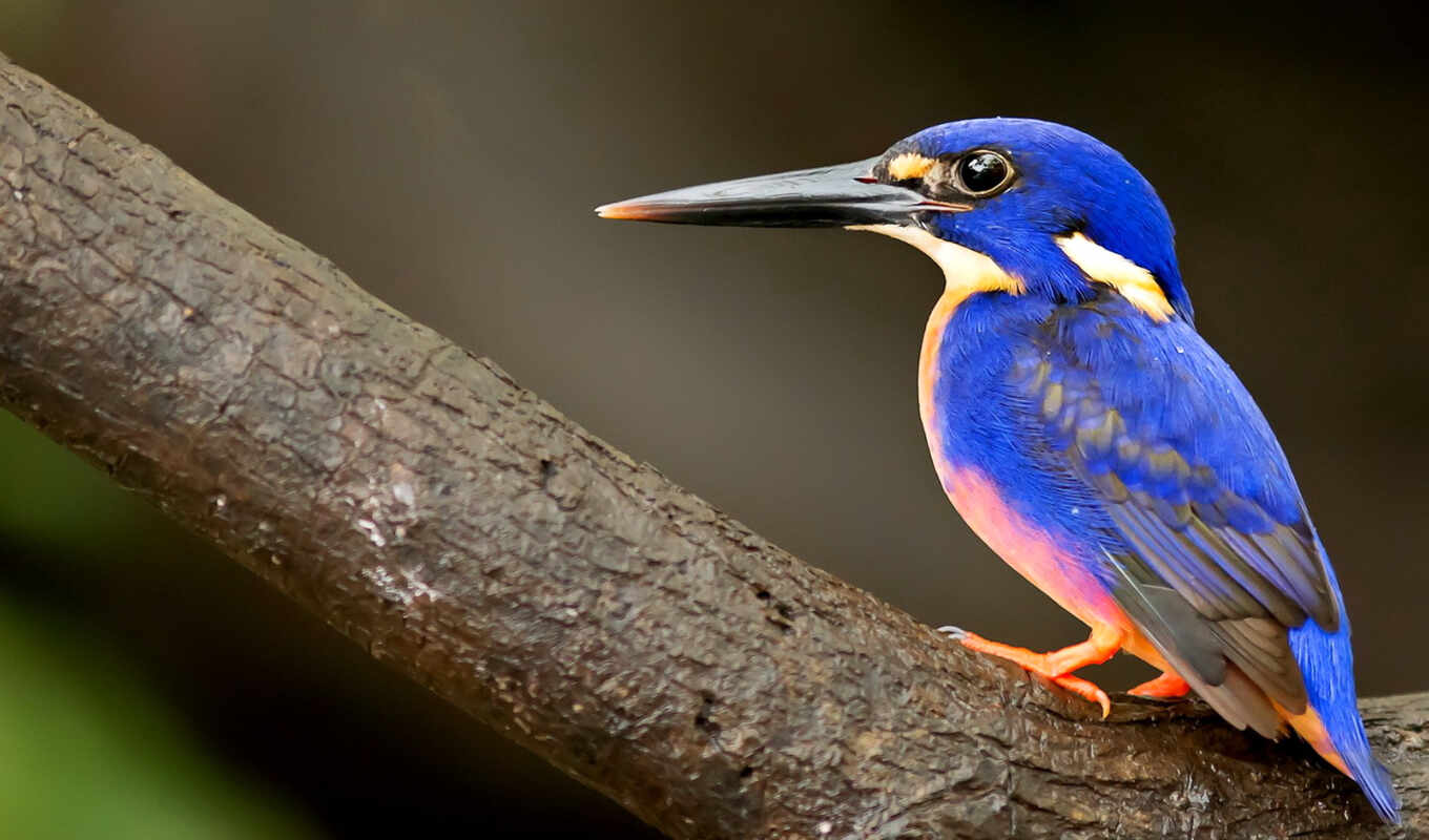 птица, kingfisher, клюв, синим, клювом, птицы, длинным
