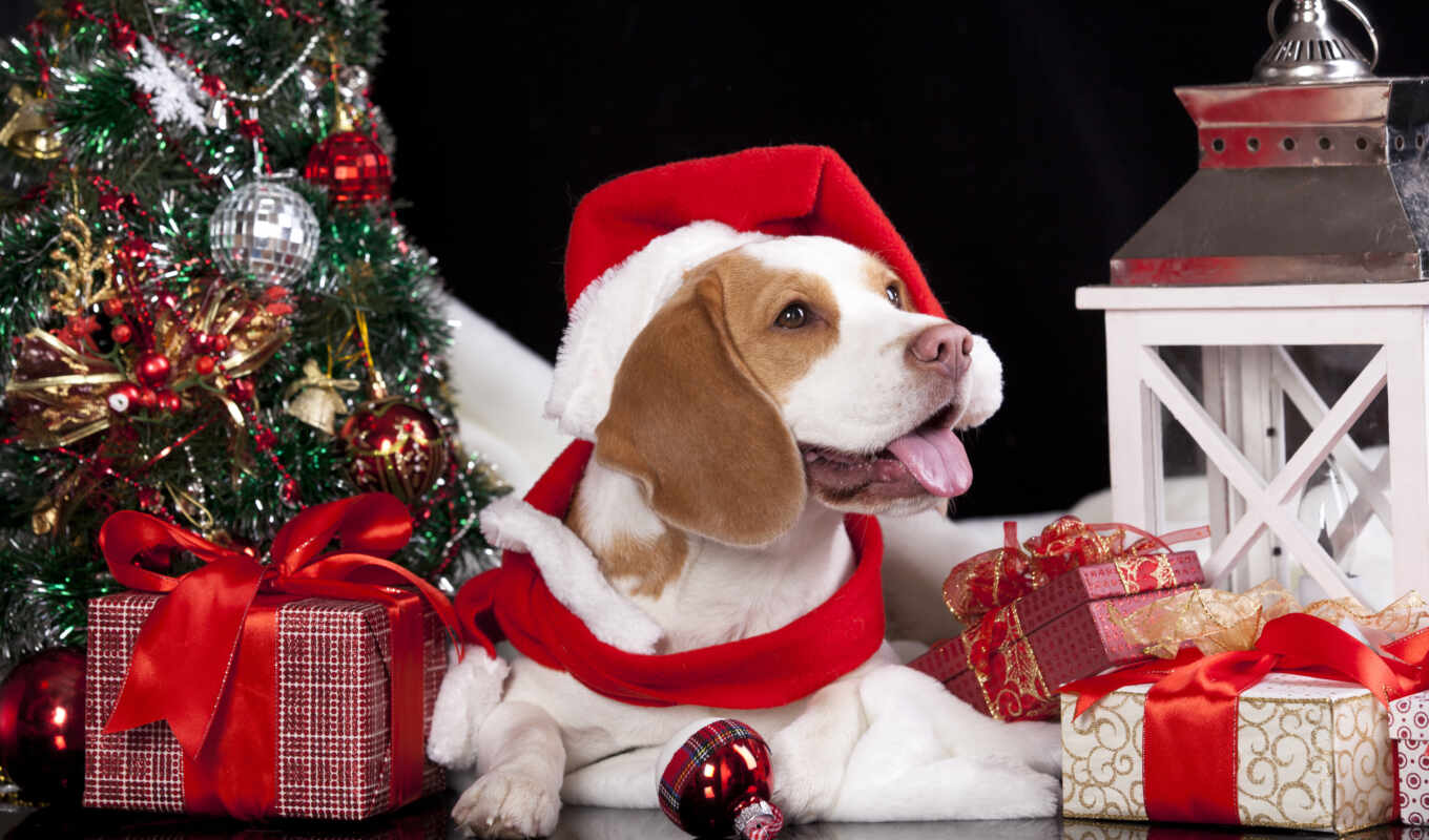 new, год, собака, christmas, собаки, шапка, lantern, шарф, подарки, елка