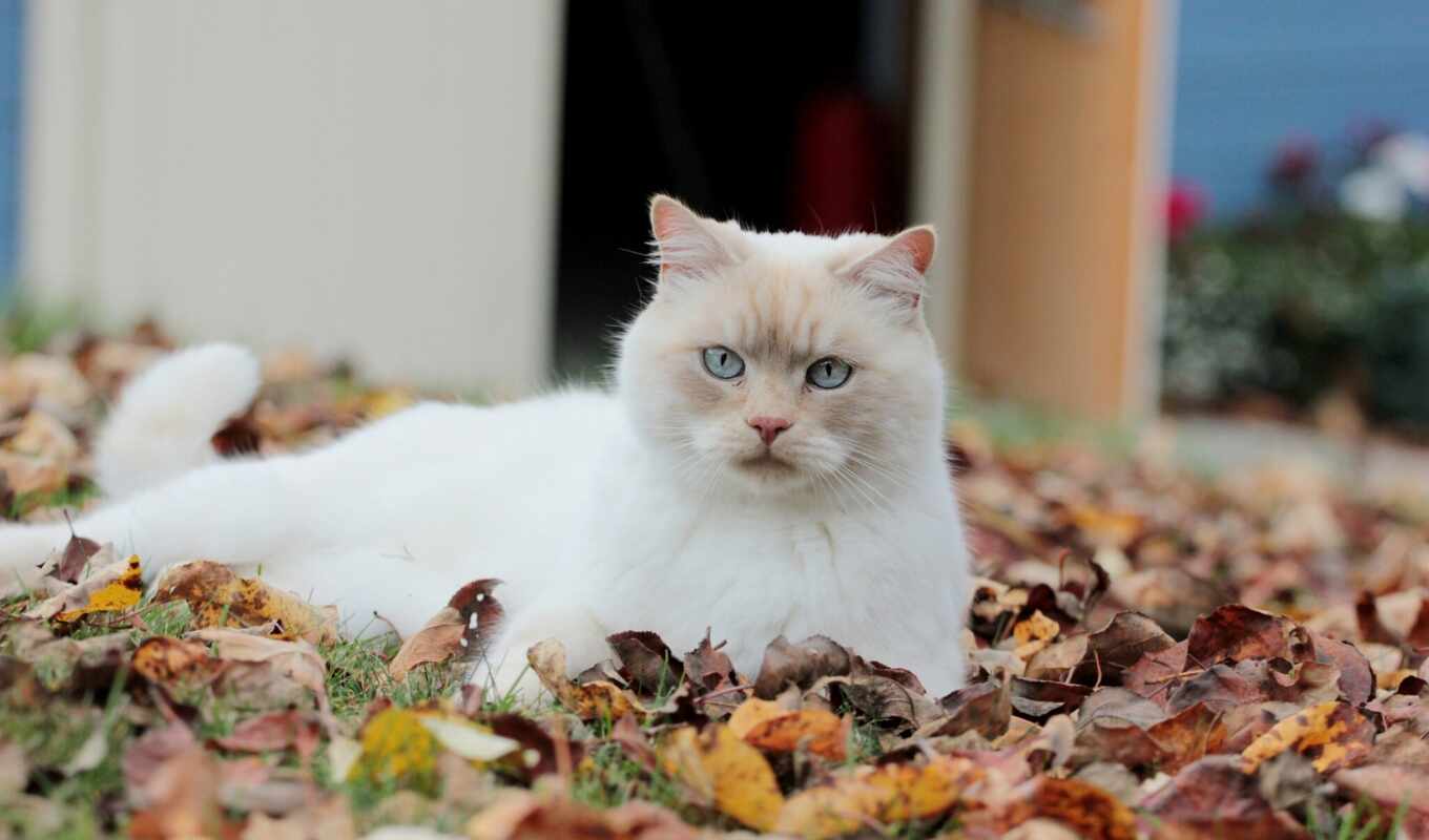 blue, white, кот, cute, eyes, cats