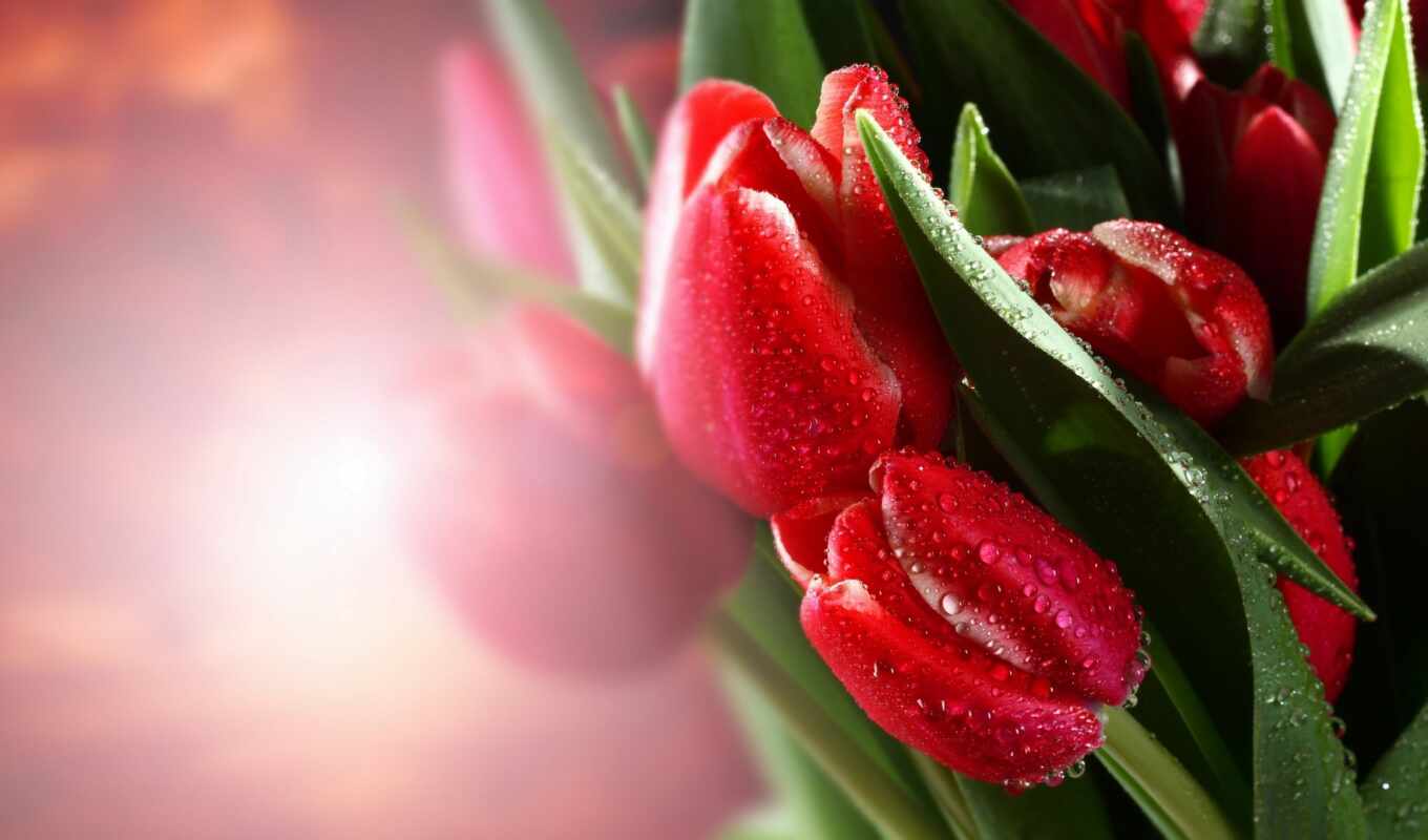 картинка, красные, тюльпаны, грн, cvety, фотообои