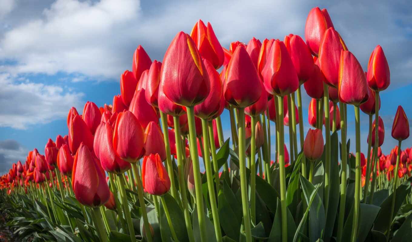 tulip, cvety