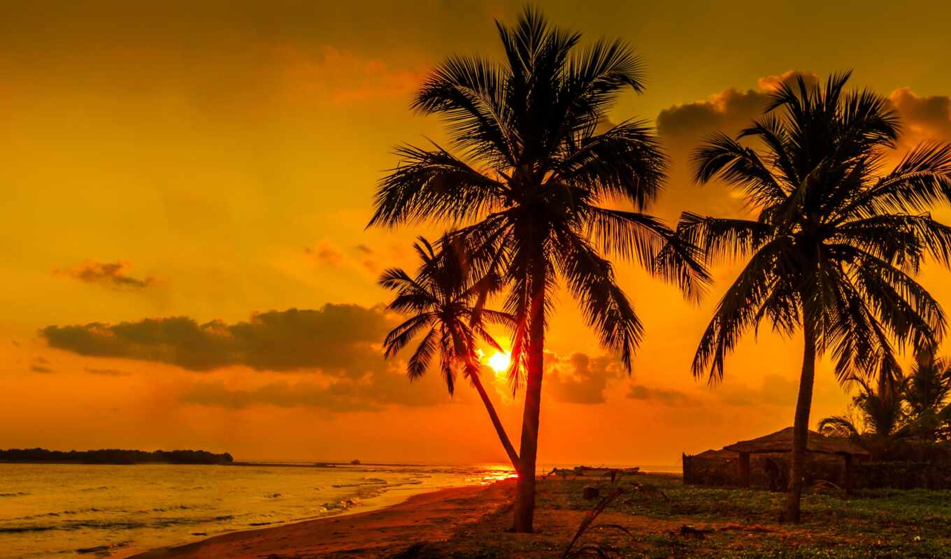 sunset, palm, sri, lanka