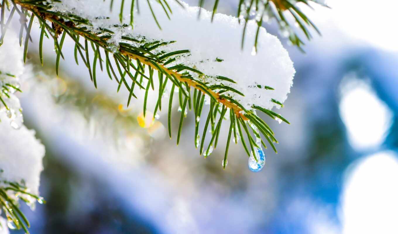 природа, дерево, снег