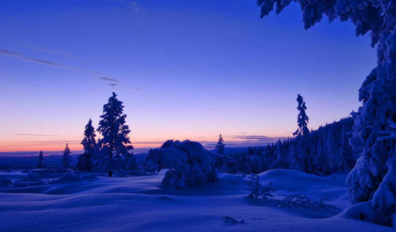 sunset, winter, forest, evening, landscape
