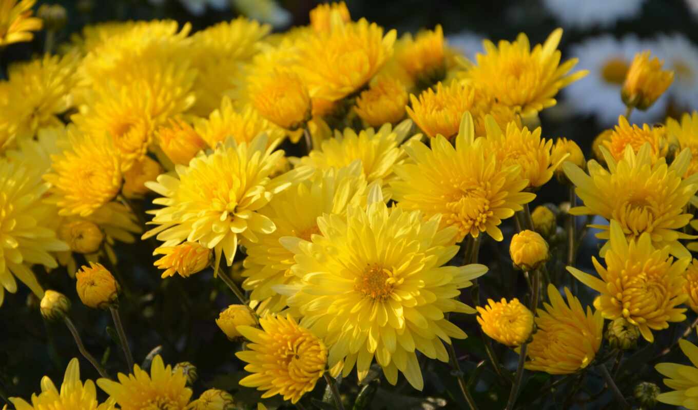 photo, flowers, live, plant, yellow, bouquet, chrysanthemum