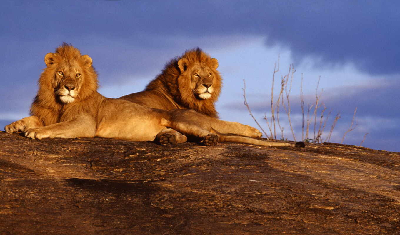 lion, of, the, Africa, landscape, kenya, pavel, fauna, fotografías, Africa, vyazovich
