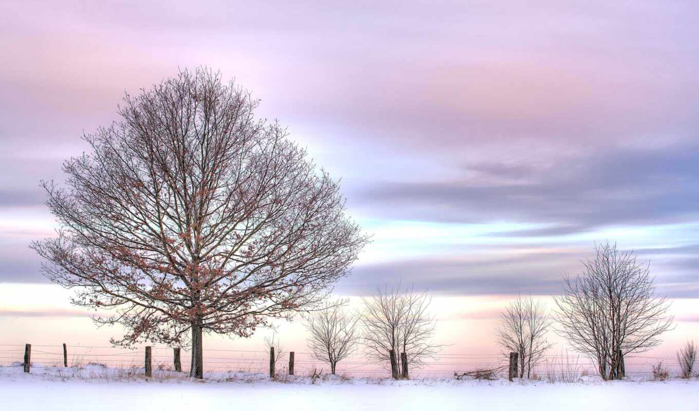 небо, дерево, снег, winter, розовое, кусты, стали