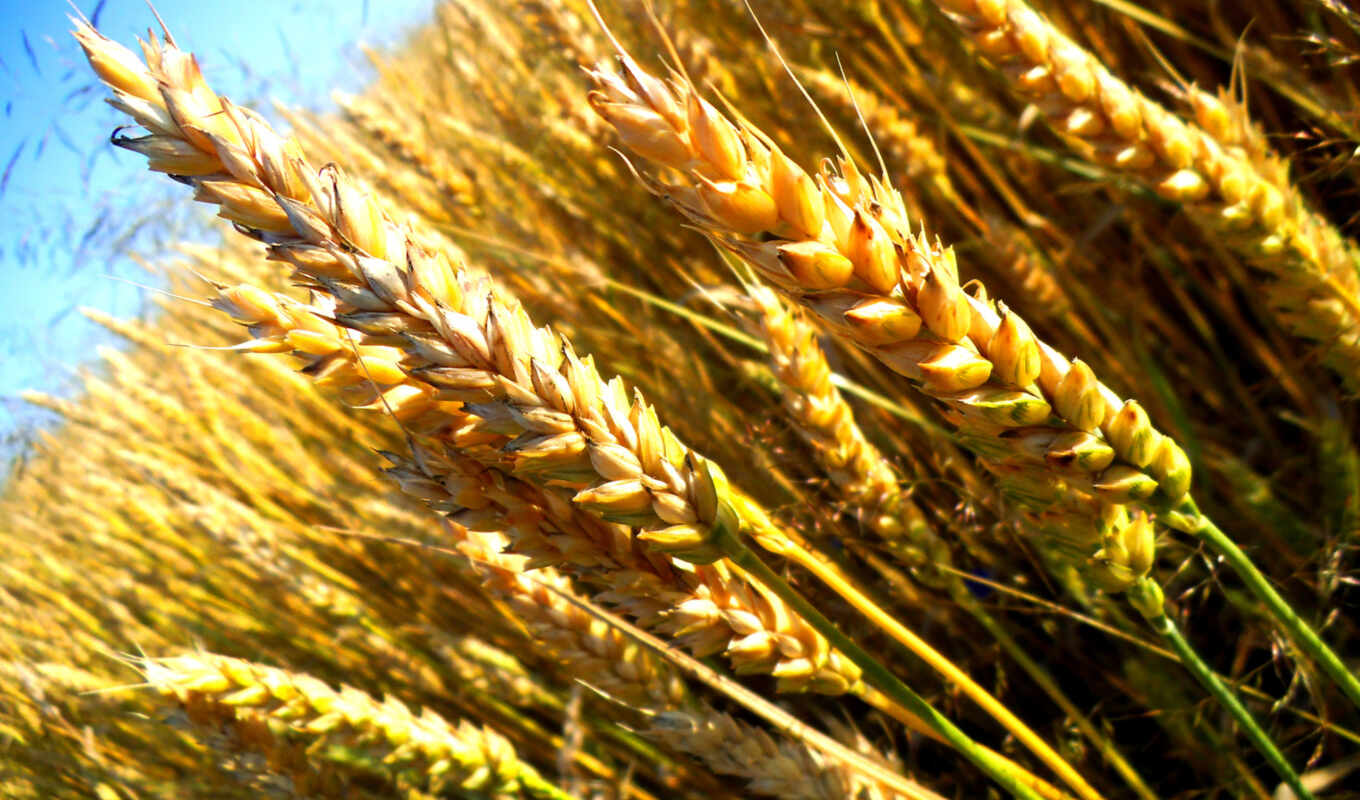 небо, макро, зерна, поле, семена, пшеница, злаки