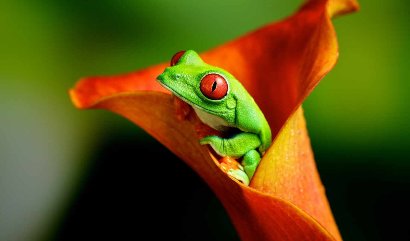 collection, macro, already, eyes, frog, cvety, uploaded, red, frogs