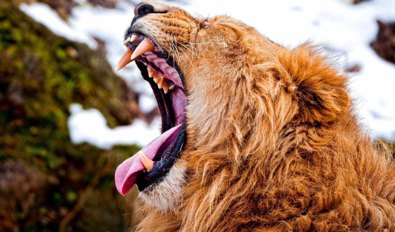 lion, beautiful, photos, big, scared, animals, lions, shank, zhivotnye, aggression, despite