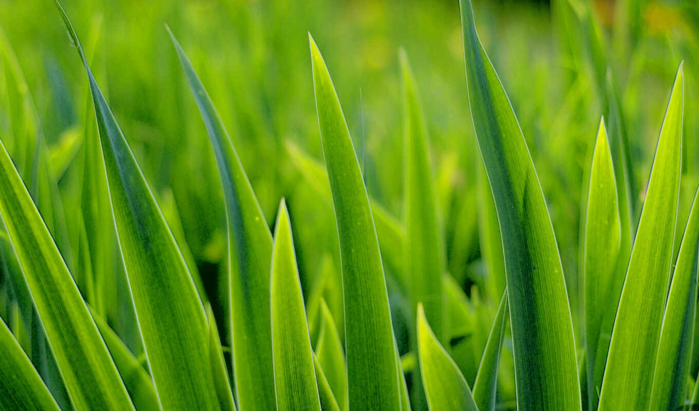 macro, grass, to find, oboi, foliage, ideal, marijuana, greenery, higher, tochka