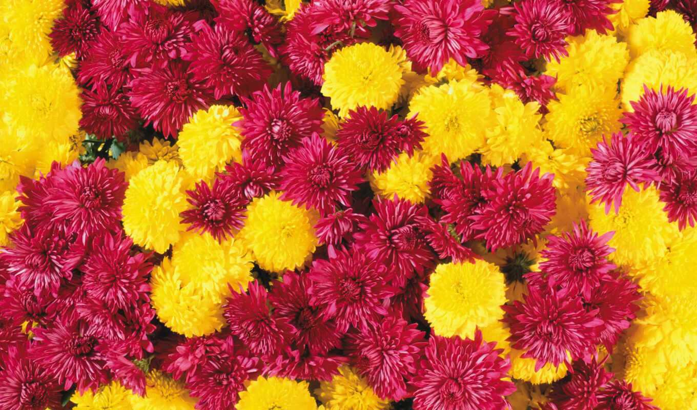 цветы, осень, chrysanthemum, funart