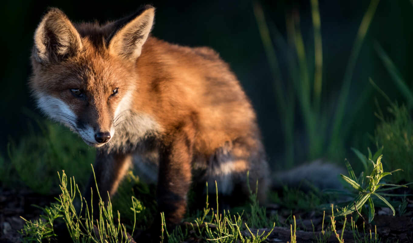nature, summer, fox