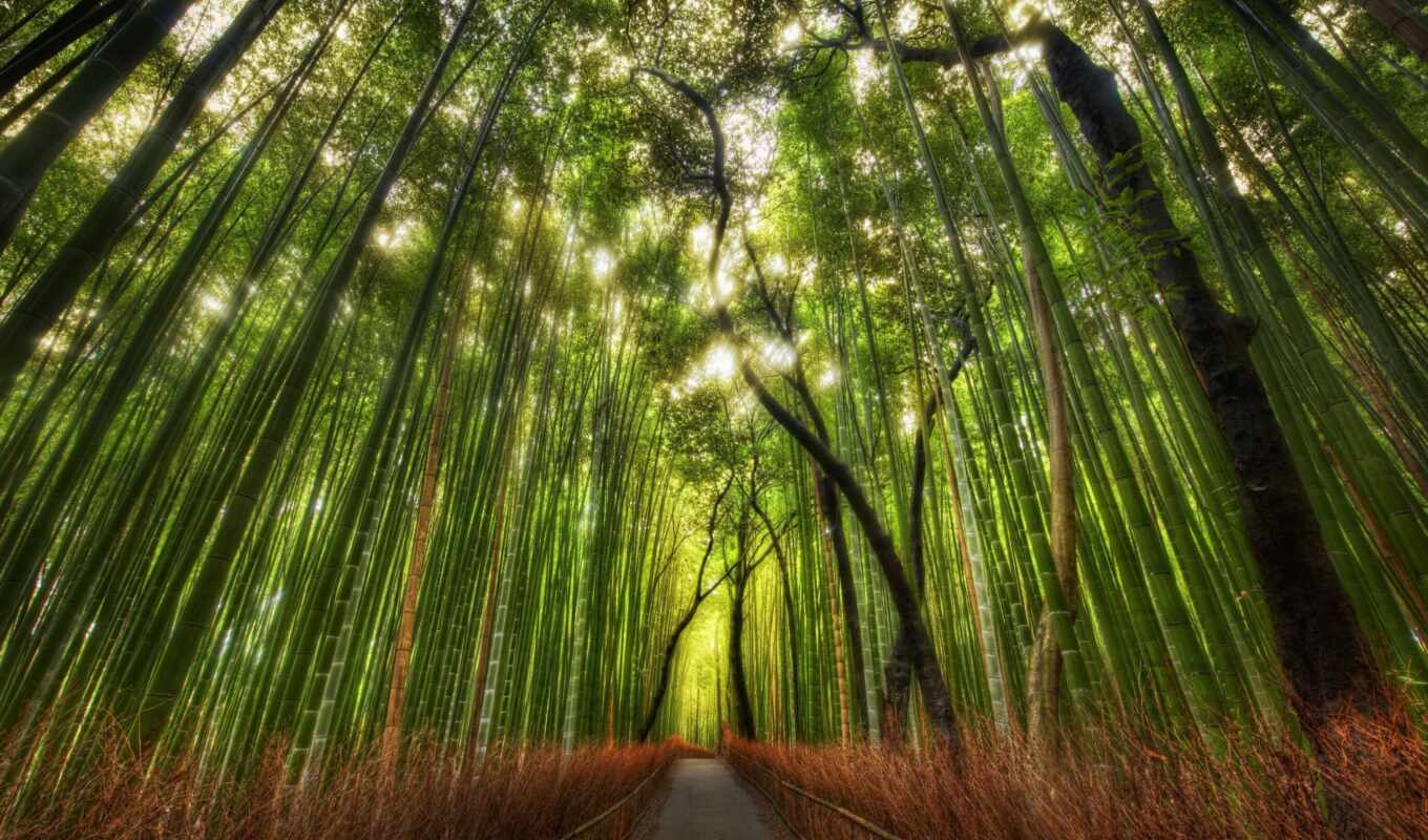природа, mobile, дерево, зелёный, планшетный, растение, бамбук, pacific, explore, северо-запад, fore