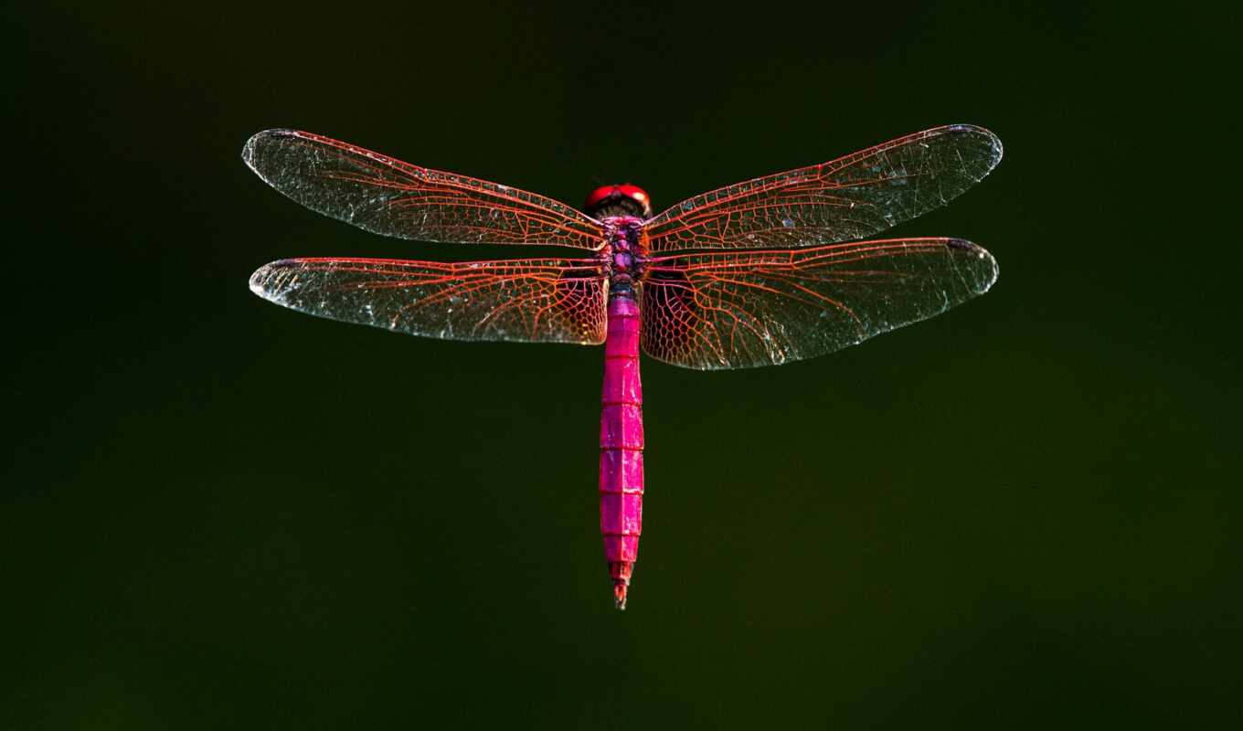 dragonfly, male, marsh, aurora, crimson, planet, trithemis