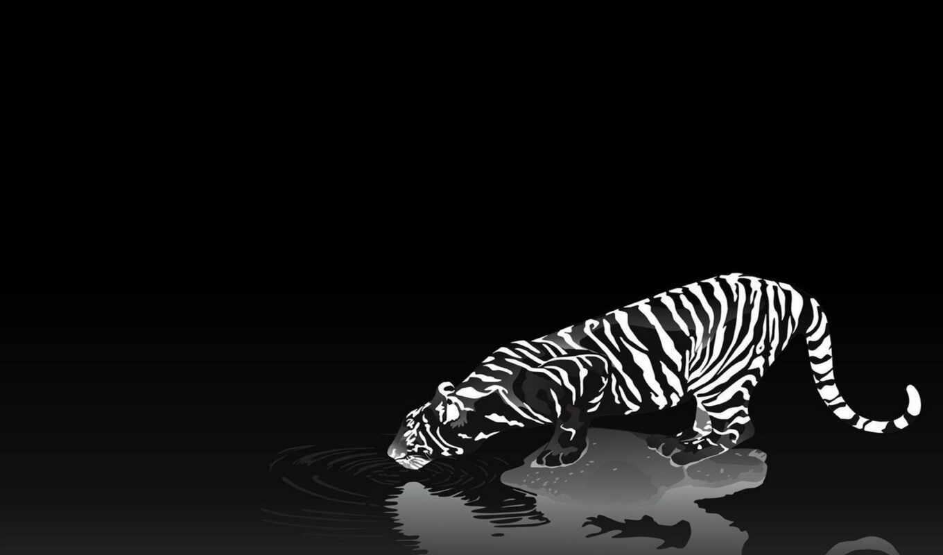 black, white, tiger, animal