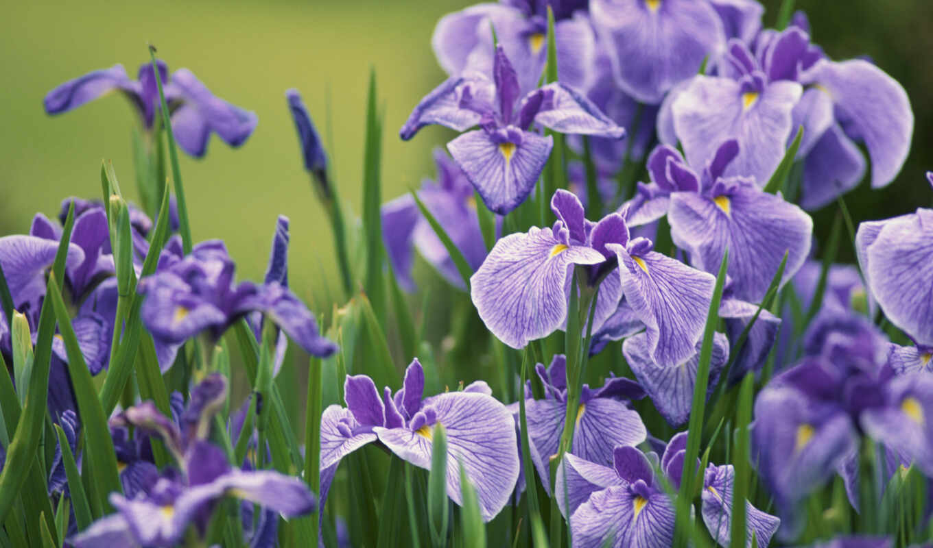 цветы, iris
