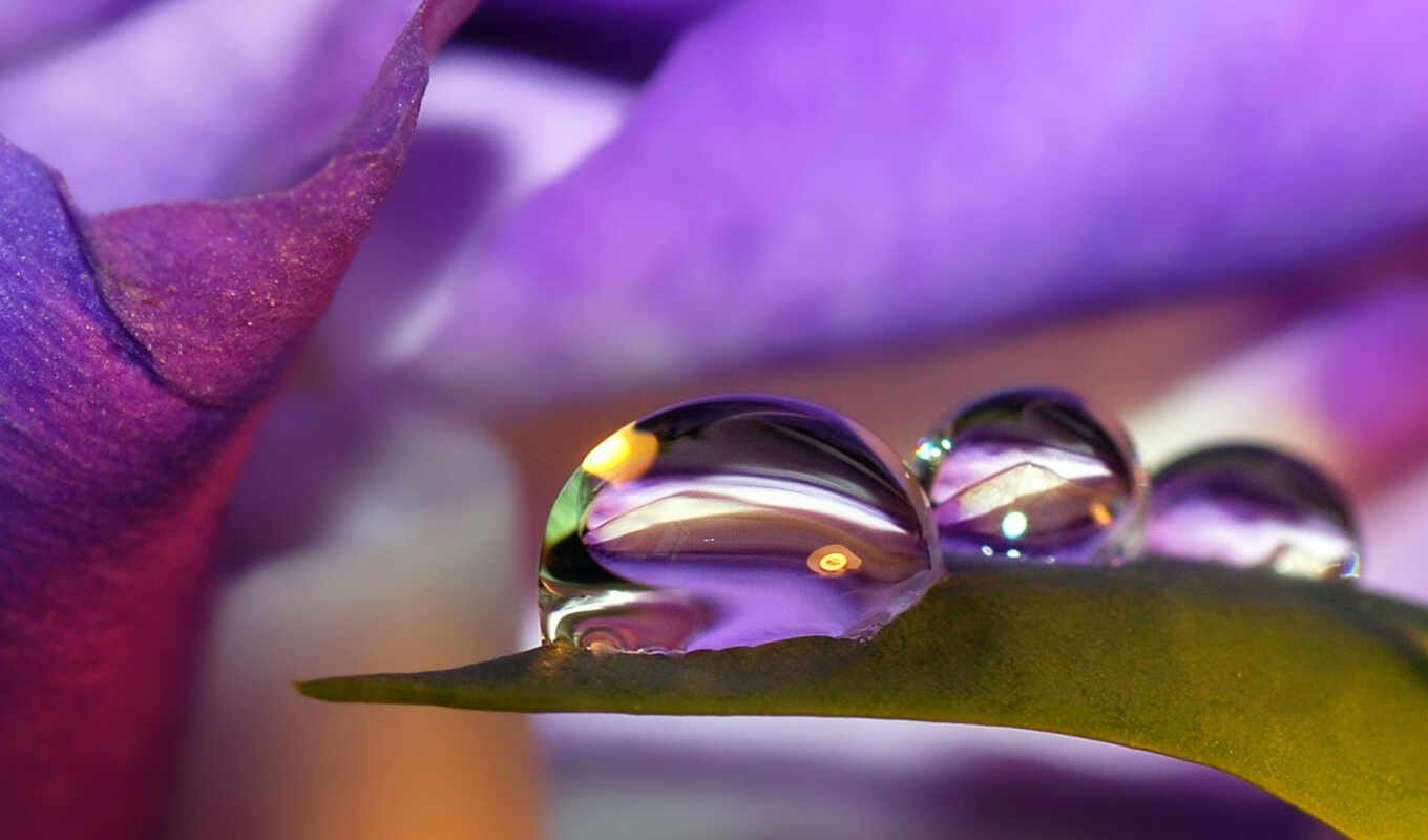 waterdrops, lilac