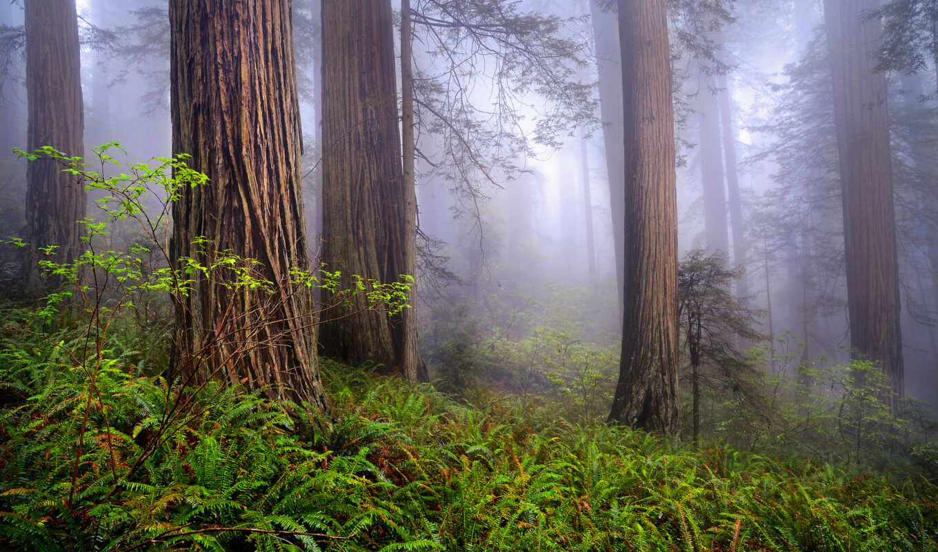 nature, forest, USA, spring, morning, fog, rewood