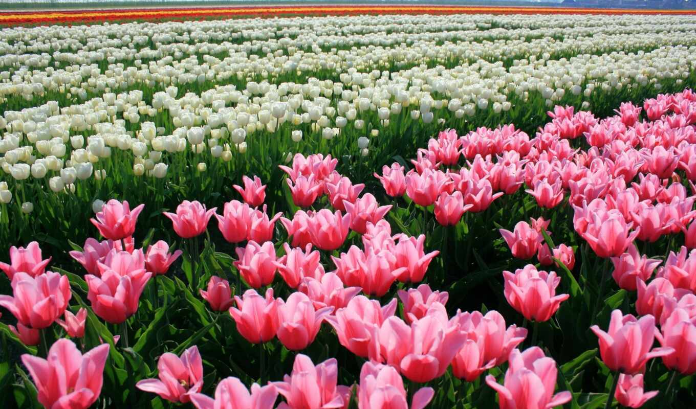 flowers, pink, tulips, tulips, tulip, buds