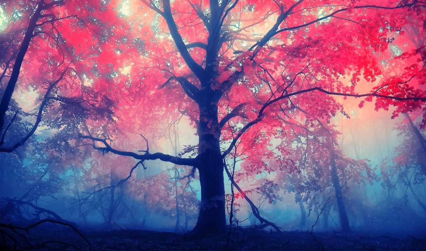 red, tree, leaves, fog