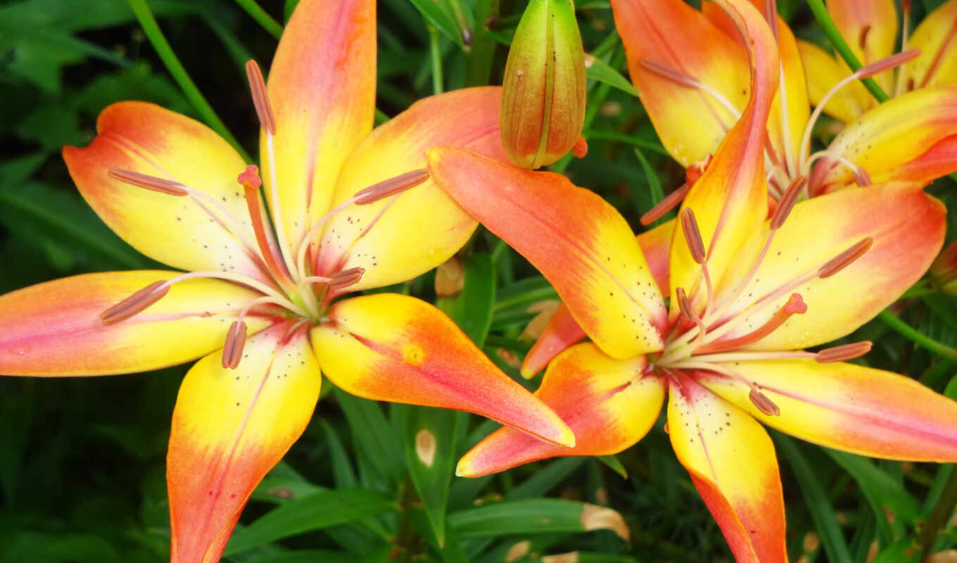 flowers, garden, lily, flow, services, lilies, grow up, garden, cultivation