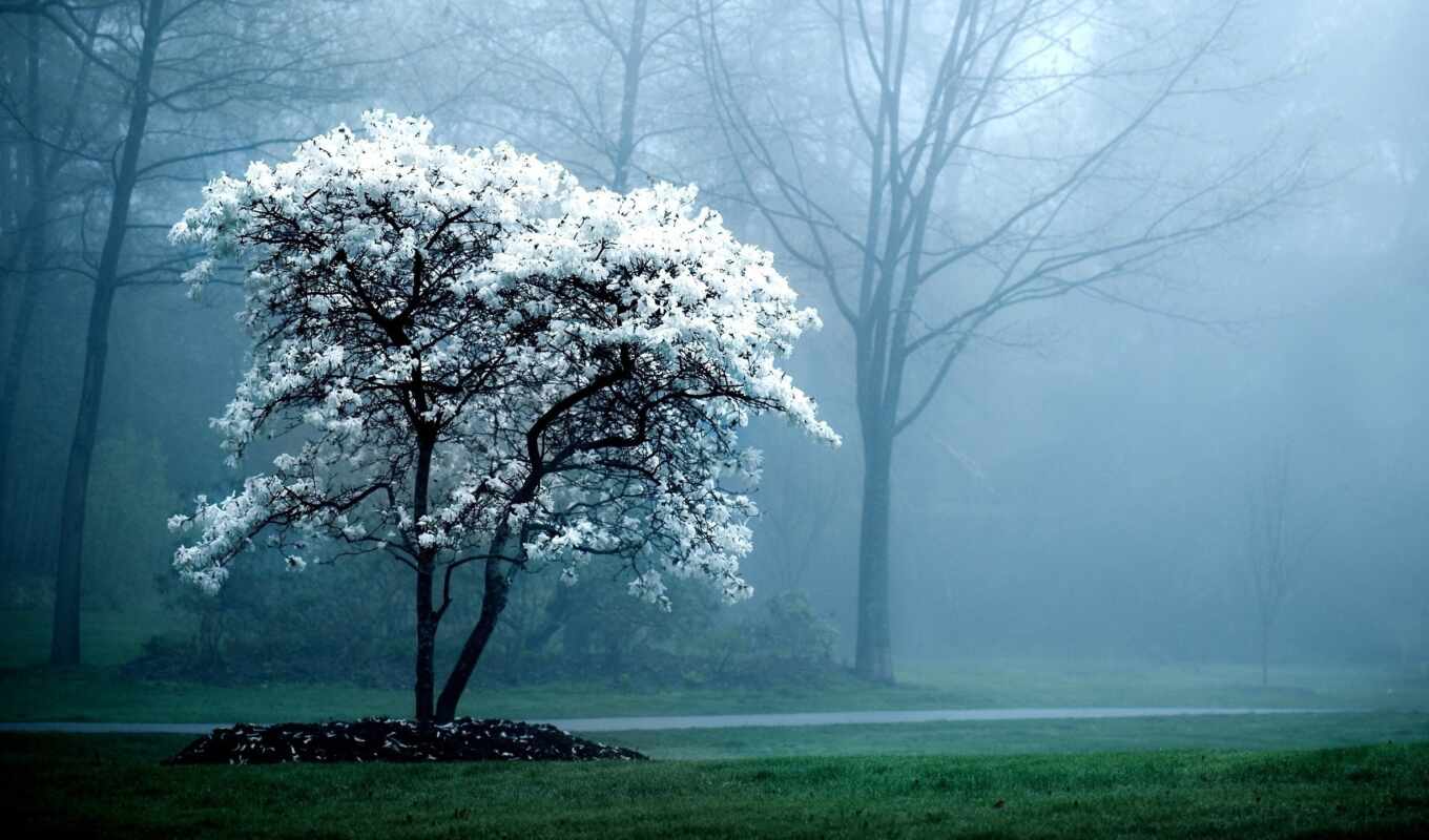 весна, дерево, trees, туман, цветение