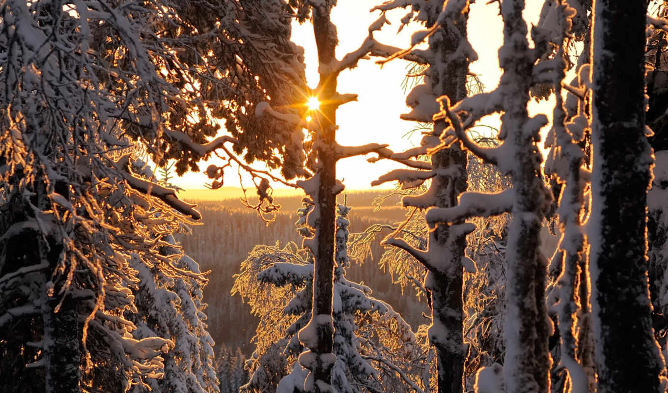 sun, winter, лес, illuminated, fore