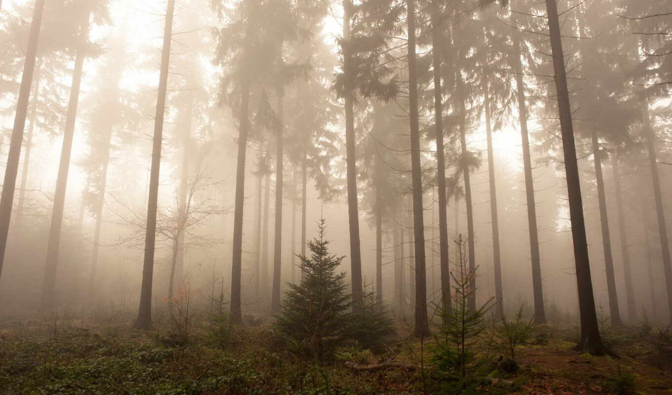 германии, les, priroda, дерево, пейзаж, туман, высокий