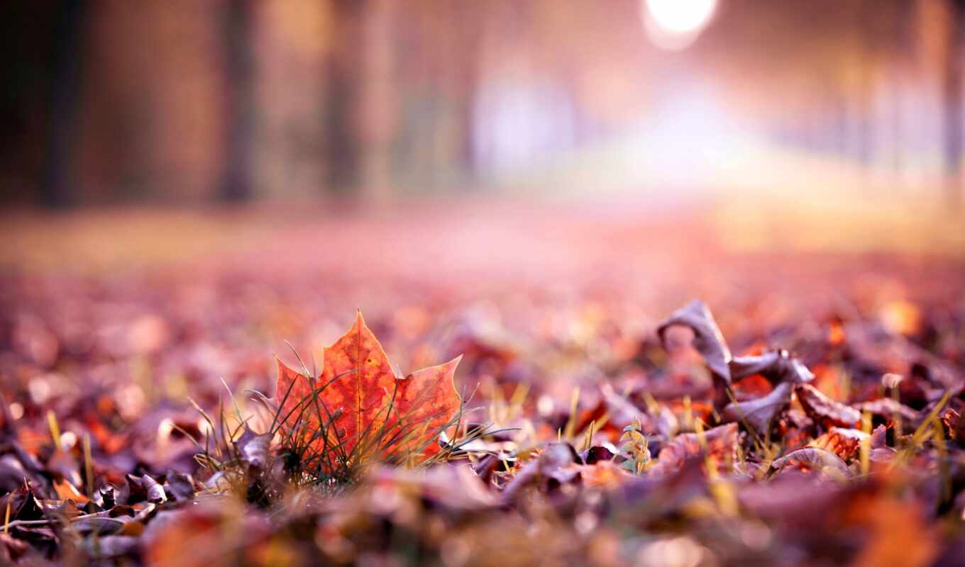 природа, free, лист, осень, пасть, собрать, ala, makryi, akid